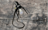 Artikelbild 2 des Artikels “Designer- Leuchtmittel E27 - 8 Watt - dimmbar - ID 02101 “